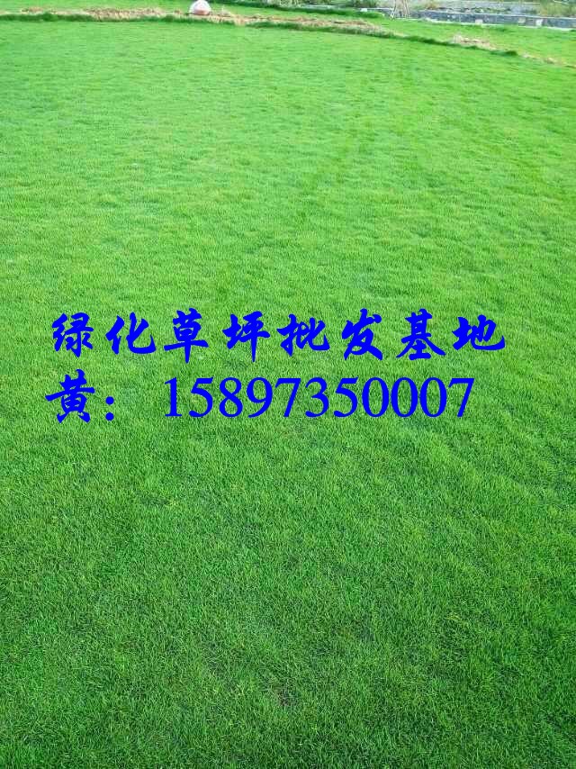 重庆台湾草草皮规格价格实惠
